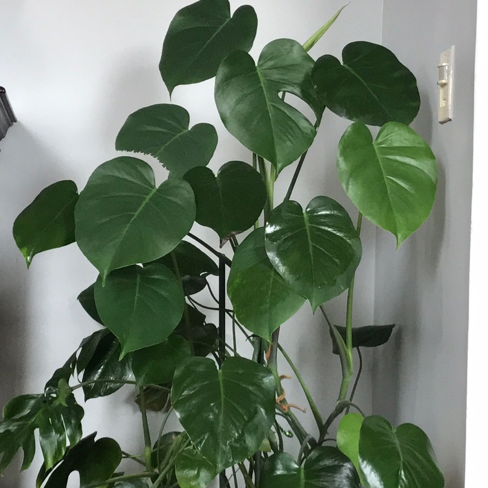 Meet your Posher, Marija